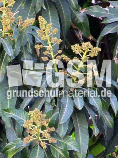 163 Mangoblüten.JPG